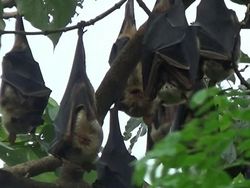 Fakta-fakta Luar Biasa tentang Kelelawar