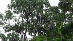 Foto: Kampung Batman di Maros, Ribuan Kelelawar Akur dengan Manusia