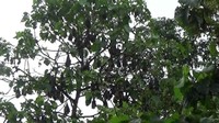 Saat petang, puluhan ribu ekor kelelawar ini keluar dari kampung itu untuk mencari makanan. Mereka biasanya ke arah hutan di pegunungan karst yang tak jauh dari dusun itu. Saat subuh, kelelawar inipun kembali lagi ke kampung itu. 