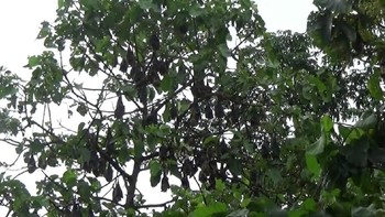 Kelelawar lebah adalah adalah makhluk terbang malam terkecil yang pernah ditemukan. Beratnya sekitar dua gram. Kelelawar kecil ini dapat dengan mudah dikira sebagai lebah. Itu sebabnya disebut kelelawar lebah.  Foto: Ilustrasi/Andi Saputra/detikcom