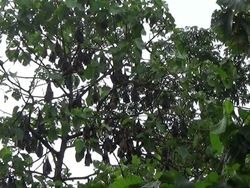 Fakta-fakta Luar Biasa tentang Kelelawar