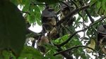 Foto: Kampung Batman di Maros, Ribuan Kelelawar Akur dengan Manusia