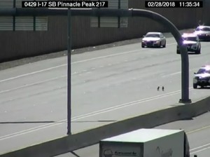 Bikin Repot! Anak Anjing Lari ke Jalan Tol Lalu Dikejar Polisi