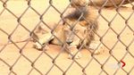 Duh! Hewan di Kebun Binatang Venezuela Saling Makan karena Kelaparan