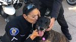 Kisah Anjing yang Nyaris Ompong Gara-gara Lumpuhkan Penjahat