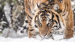 Potret Harimau Sumatera Saat Salju Selimuti London