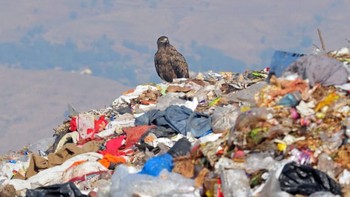 Burung elang yang habitatnya dipenuhi sampah. (Foto: Boredpanda)