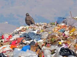 Karena Ulah Manusia Para Hewan Ini Sungguh Sengsara