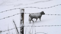 Warna kulit sapi yang kegelapan sampai memutih. (Foto: REUTERS/Eloy Alonso)
