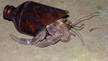 Kepiting ini terjebak di dalam botol minuman. (Foto: Boredpanda)