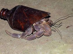 Karena Ulah Manusia Para Hewan Ini Sungguh Sengsara