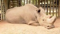 Sudan kini mulai menunjukkan tanda-tanda sakit.  (Foto: Dok. Twitter/@BIOLOGISTDAN via The Telegraph)