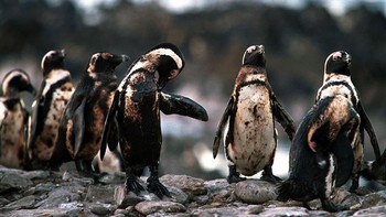 Kumpulan pinguin yang dipenuhi tumpahan minyak. (Foto: Boredpanda)