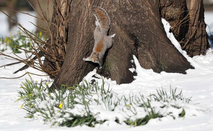 A squirrel forages in the snow in St James Park, London, Britain, February 28, 2018.
