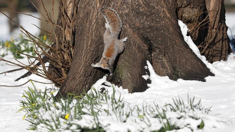 Tupai mencari makanan di London A squirrel forages in the snow in St James Park, London, Britain, February 28, 2018.