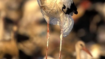 Burung bangau terjebak dengan plastik. (Foto: Boredpanda)