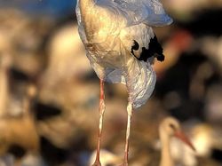 Karena Ulah Manusia Para Hewan Ini Sungguh Sengsara