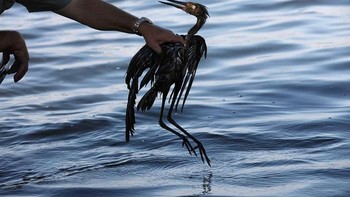 Miris! badan hewan ini berlumuran minyak. (Foto: Boredpanda)