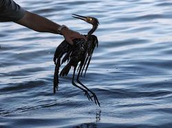 Karena Ulah Manusia Para Hewan Ini Sungguh Sengsara