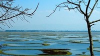 Saat musim kering dan air danau surut, akar-akar tanaman di Phumdi menggapai dasar danau untuk menyerap nutrisi. Saat musim hujan dan air meluap, akar itu terputus sehingga Phumdi pun kembali mengapung (sherwinrebello/Instagram)