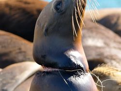 Karena Ulah Manusia Para Hewan Ini Sungguh Sengsara