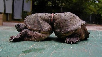 lagi penyu dengan tali di badannya. (Foto: Boredpanda)