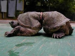 Karena Ulah Manusia Para Hewan Ini Sungguh Sengsara