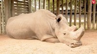 Usia 45 tahun memang tergolong tua untuk ukuran badak. Selain Sudan, di dunia hanya tersisa 2 badak putih utara. Keduanya berkelamin betina (Foto: Dok. Ol Pejeta via The Independent)