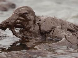 Karena Ulah Manusia Para Hewan Ini Sungguh Sengsara