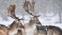Sepertinya, para rusa di Richmond Park, London tak terganggu akibat salju tebal dan badai yang melanda Eropa. (Foto: REUTERS/Toby Melville)