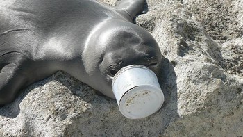 Terjebak sampah manusia. (Foto: Boredpanda)