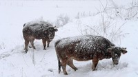 Sapi-sapisaat menerjang salju tebal di Pajares, Spanyol. (Foto: REUTERS/Eloy Alonso)