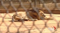Staf kebun binatang menyatakan hewan yang mengalami malnutrisi antara lain singa, harimau, jaguar dan beberapa burung pemangsa (Foto: Dok. Global News Kanada)