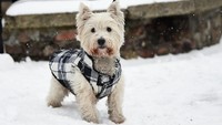 Ini adalah Harvey, anjing jenis Westie berumur 3 tahun saat berdiri di atas salju di Dublin, Irlandia.  (Foto: REUTERS/Clodagh Kilcoyne)