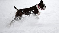 Ini Mathilda, anjing ras boxer saat berlarian di atas salju tebal di Dublin, Irlandia. (Foto: REUTERS/Clodagh Kilcoyne)