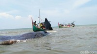Meski berukuran raksasa, paus yang terdampar di Pantai Situbondo dipastikan berusia remaja. Hewan mamalia dengan panjang sekitar 17 meter itu dipastikan jenis paus sperma