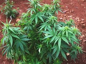 Birokrasi Ganja Obat di New South Wales Dipangkas Demi Pasien