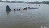 Pengunjung di lokasi paus terdampar terus berdatangan. Hingga pukul 15.00 WIB, ratusan pengunjung terus bertahan di tepi pantai Dusun Krajan, Desa/Kecamatan Jangkar