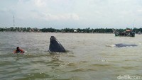 Paus itu terjebak ke laut dangkal pada jarak sekitar 500 meter dari bibir pantai Desa/Kecamatan Jangkar.