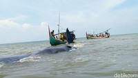 Bisa jadi paus ini terdampar karena bagian bawah tubuhnya terjebak pasir, karena berada di area laut dangkal. Dugaan lainnya, paus itu terdampar karena sedang sakit. Sehingga terlepas dari kelompoknya.