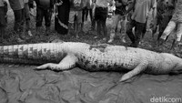 1 Maret 2018. Potongan tubuh manusia ditemukan di dalam perut buaya di Sandaran Kutai Timur, Kalimantan Timur saat perut buaya tersebut dibelah. Korban adalah Adi, warga Sandaran Kutai Timur.   (Foto: dok. Polsek Sangkulirang)