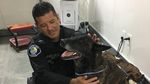 Kisah Anjing yang Nyaris Ompong Gara-gara Lumpuhkan Penjahat