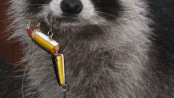 kasihan! Mulut rakun yang terkena kail pancingan. (Foto: Boredpanda)