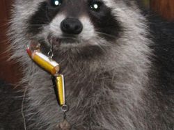 Karena Ulah Manusia Para Hewan Ini Sungguh Sengsara