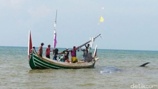 Paus Terdampar di Situbondo berenang di sekitar kapal warga/