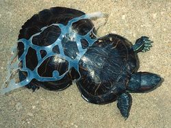 Karena Ulah Manusia Para Hewan Ini Sungguh Sengsara