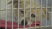 Ini anak anjing yang bikin heboh dan repot polisi di Arizona