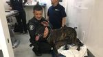 Kisah Anjing yang Nyaris Ompong Gara-gara Lumpuhkan Penjahat