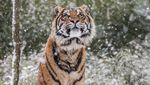Potret Harimau Sumatera Saat Salju Selimuti London