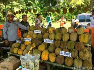 Gelar Festival Durian Pertama, Desa Kalijaya Punya Durian Siroti hingga Sigebrek
